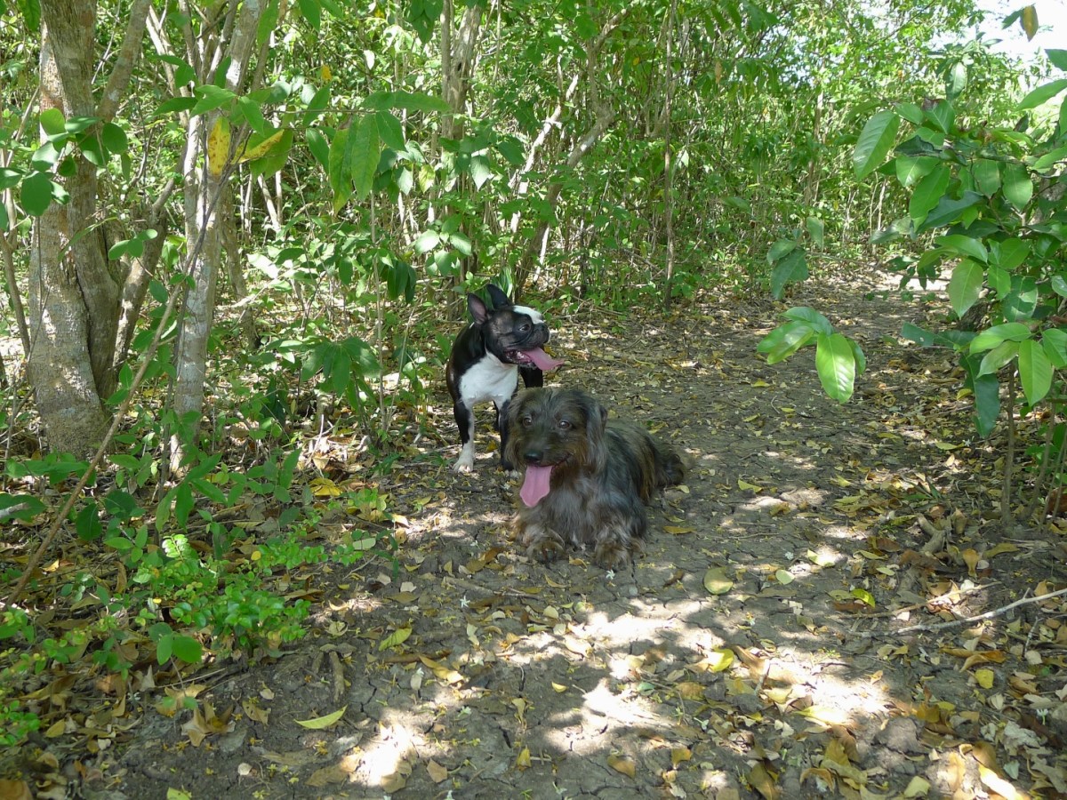 A Bucket List for My Dog&nbsp;Momo