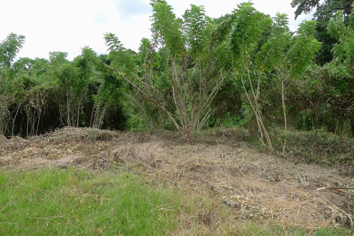 Framework Species Trees for&nbsp;Batangas