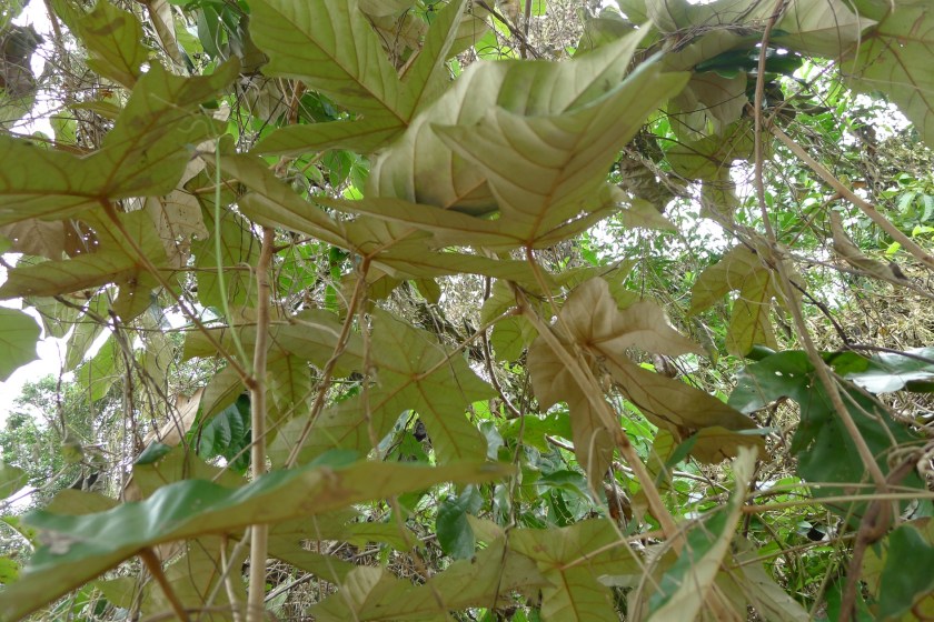 the reverse side of the leaves