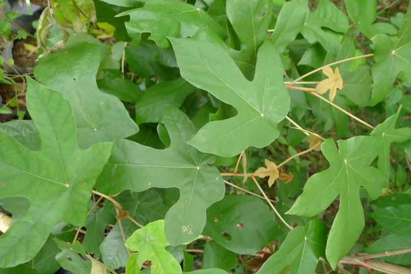 easy to recognize leaves