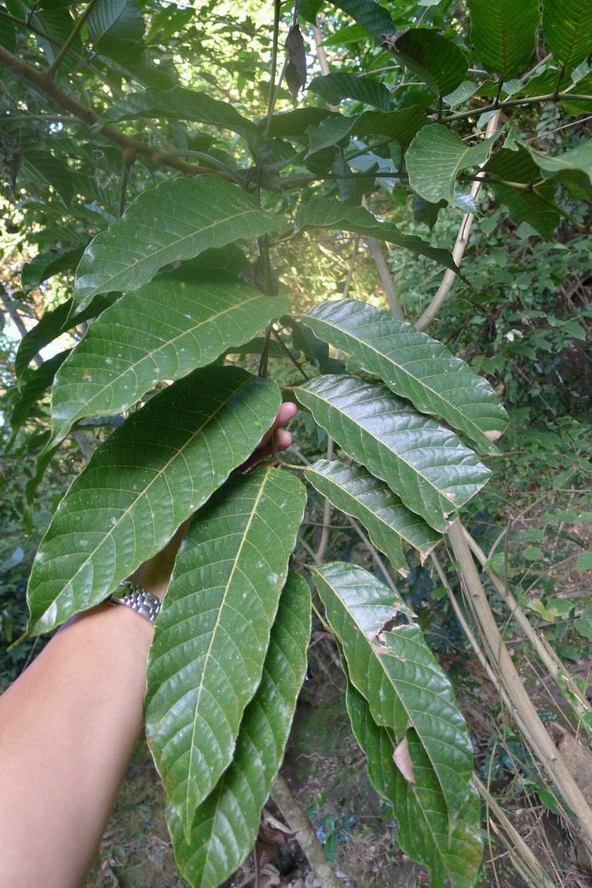 with my arm as reference