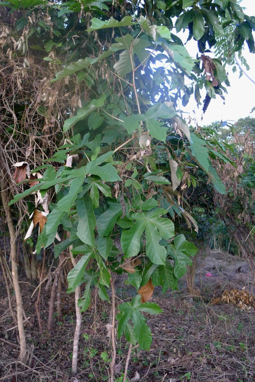 small Bayok trees