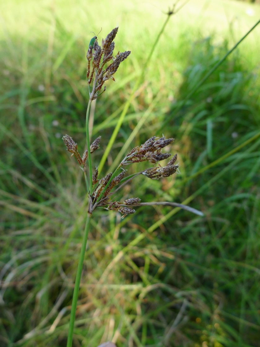 I'm not sure if this is really Nut Grass.