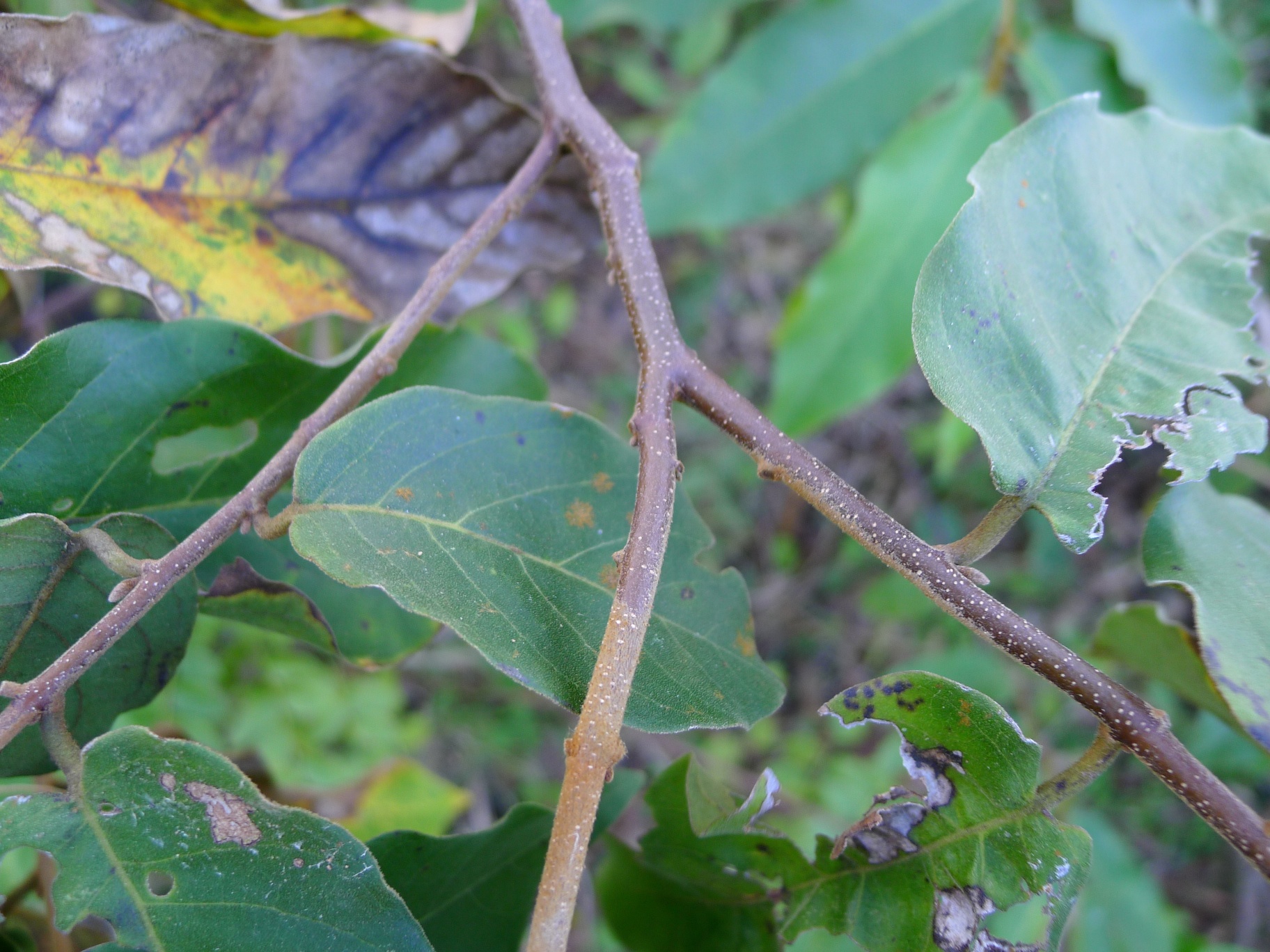 small hairs on the leaf can be seen here