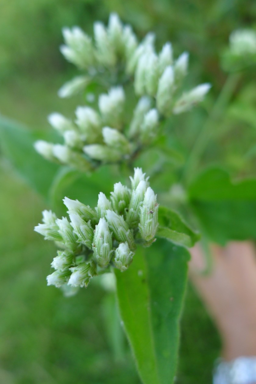 early flowering stage