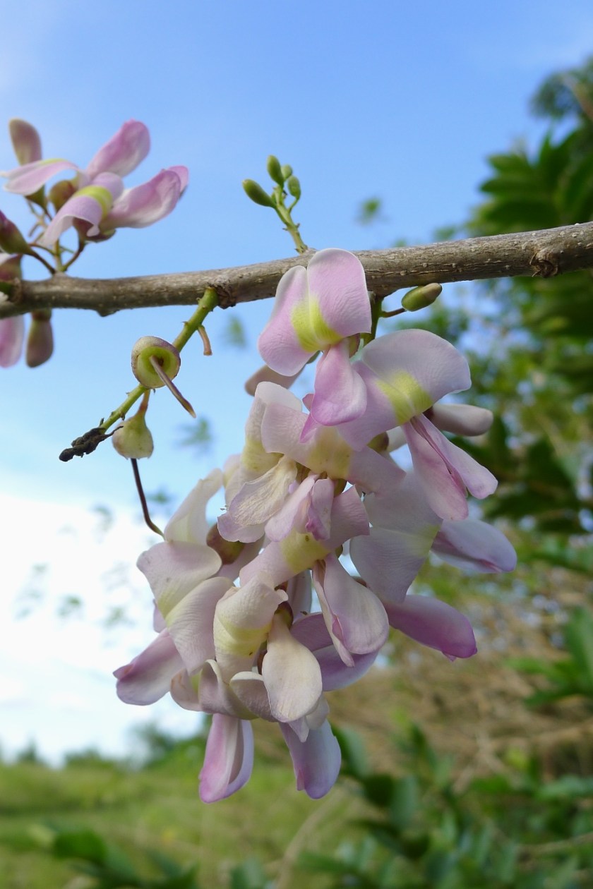 madre de cacao in bloom
