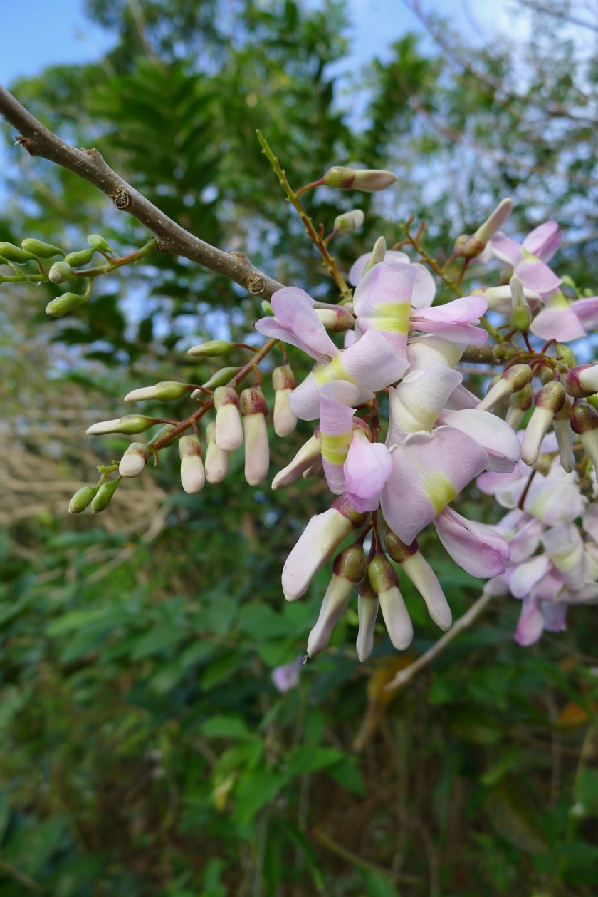 madre de cacao flower and buds