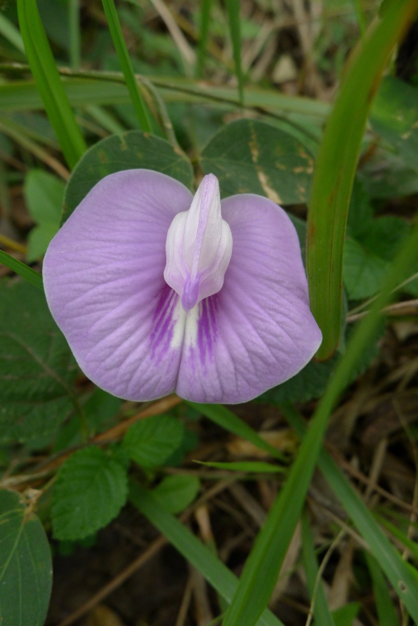 Here's a nicer picture.