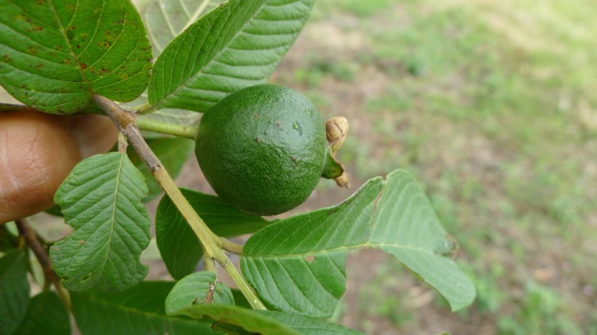 guava fruit