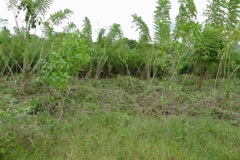 Step 1 - Clearing the weeds