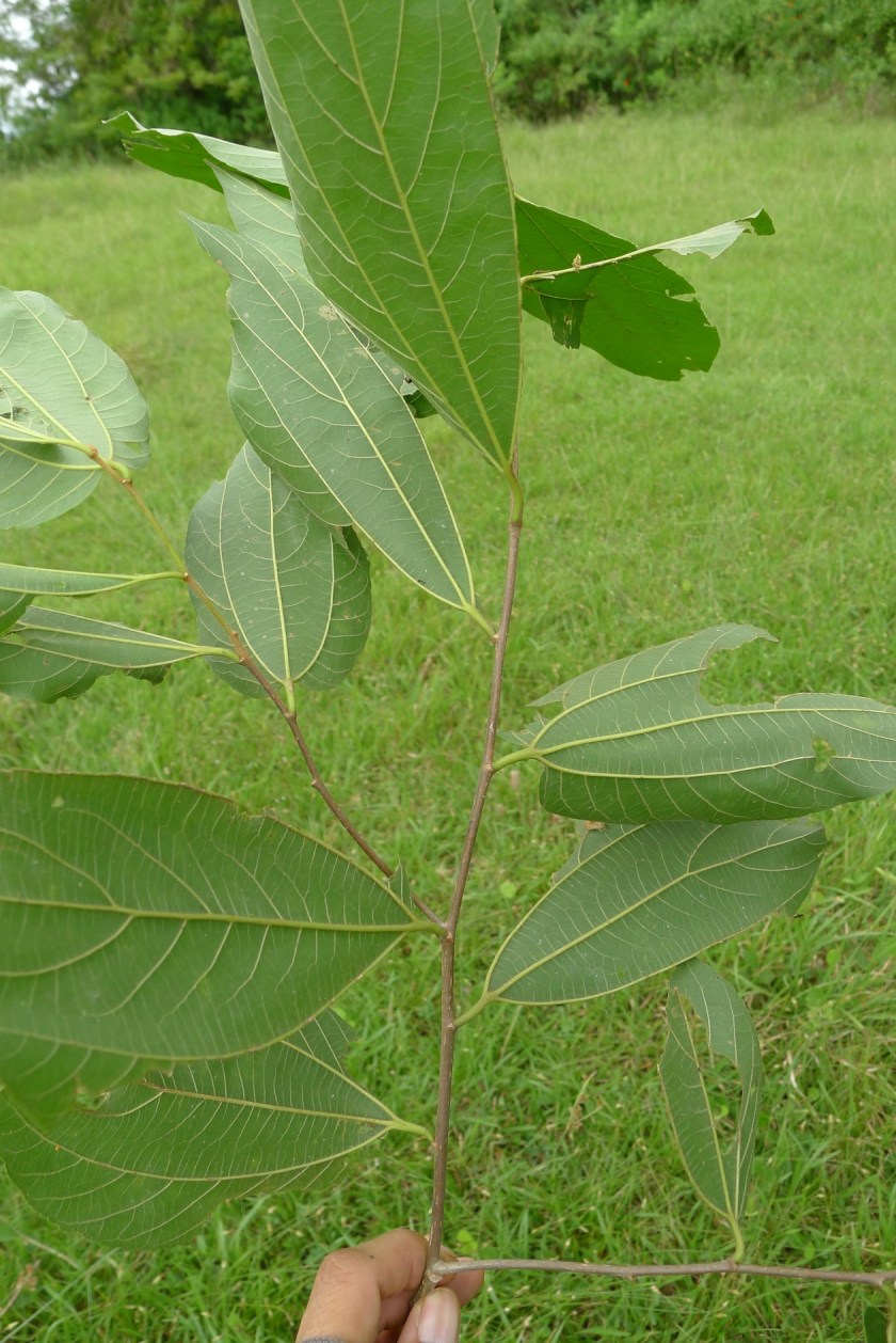Abaxial view of twig