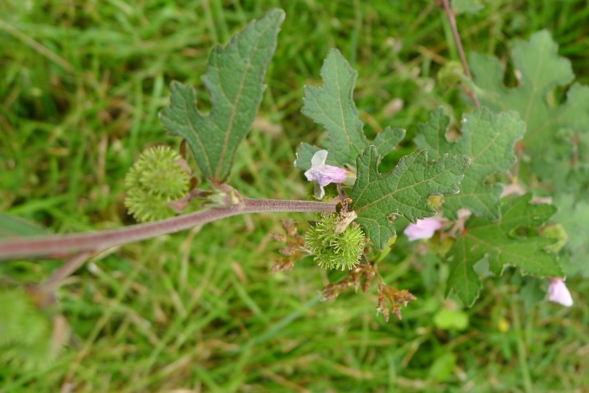 shapely leaves and reddish stem