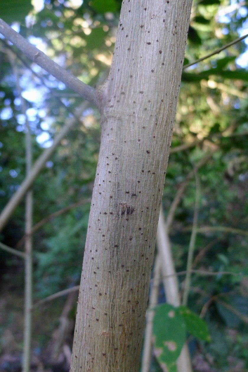 close up of the trunk