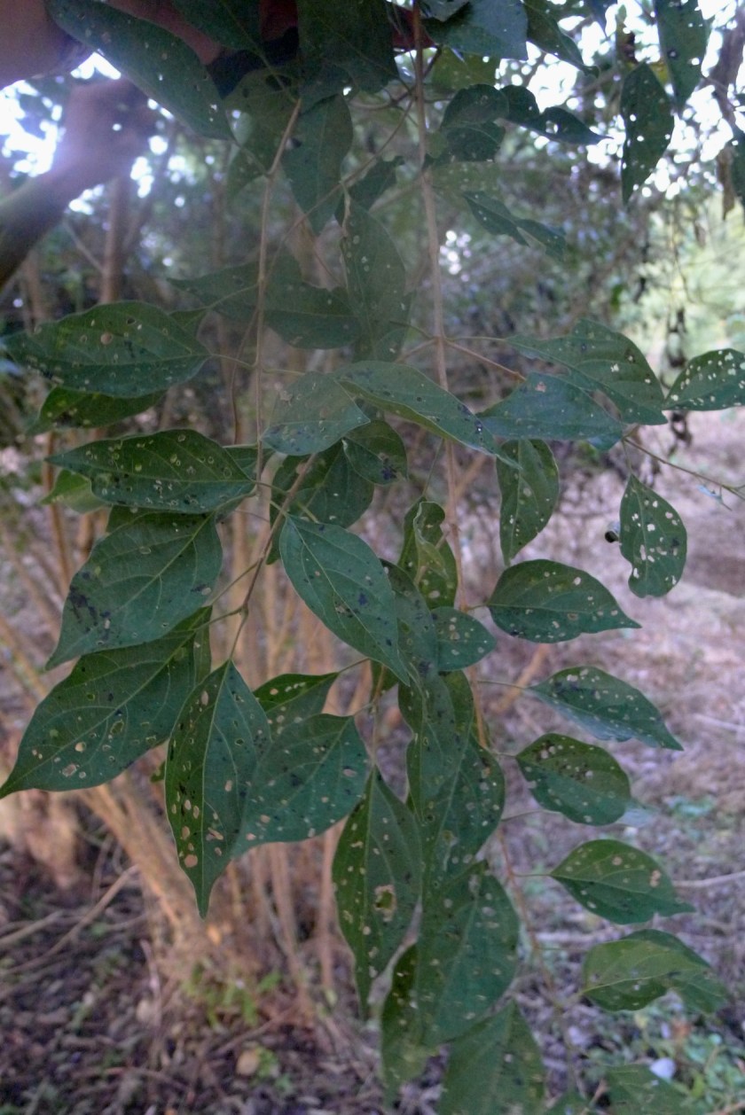 leaves