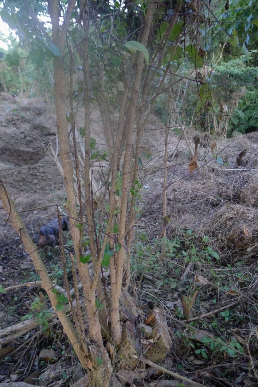 regrowing from the trunk that was hacked