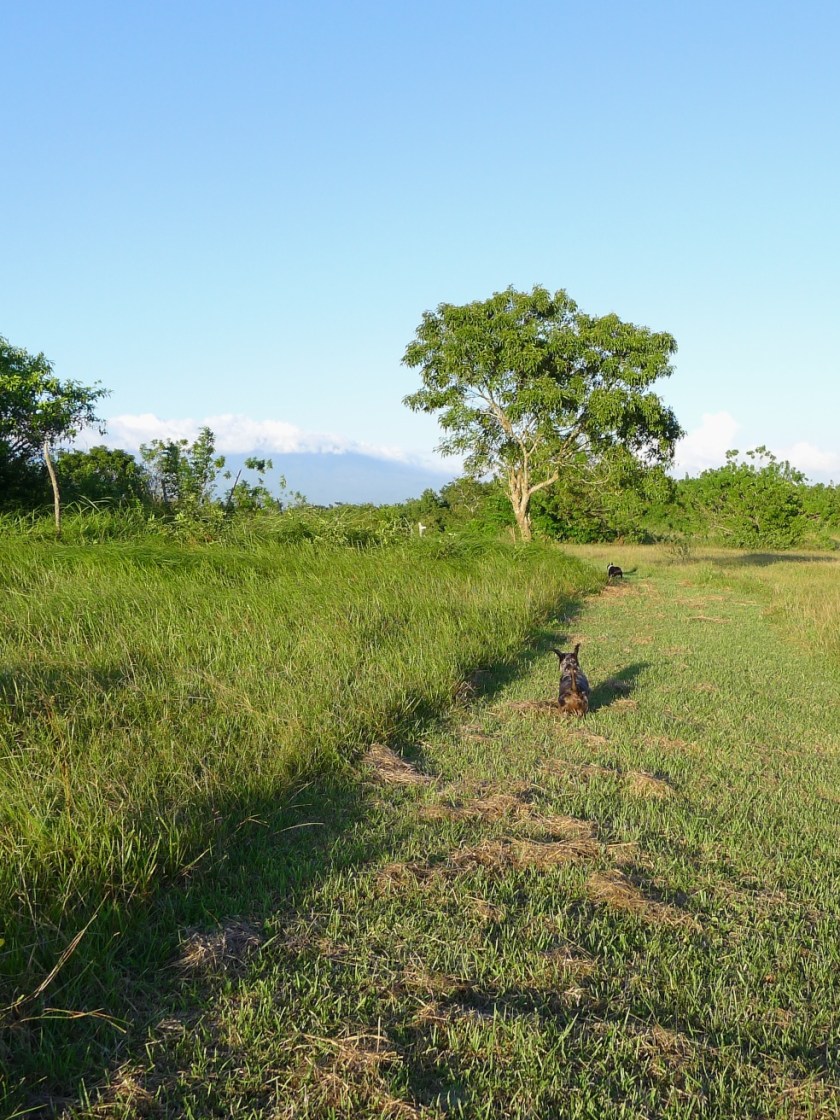 Momo and Barkley, the new farm dogs!