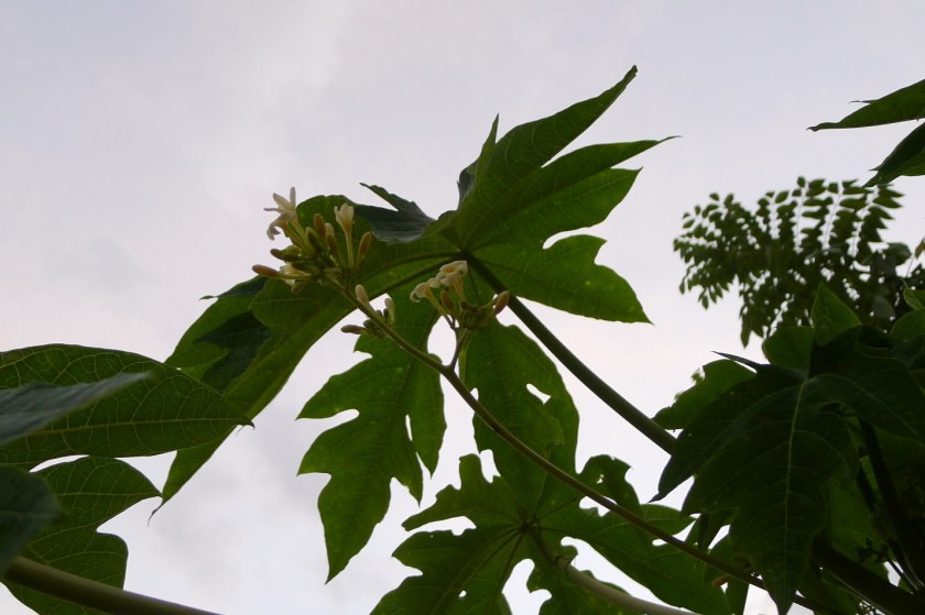 The flowers of the male tree have long stalks. The flowers of the female tree grow close to the trunk.