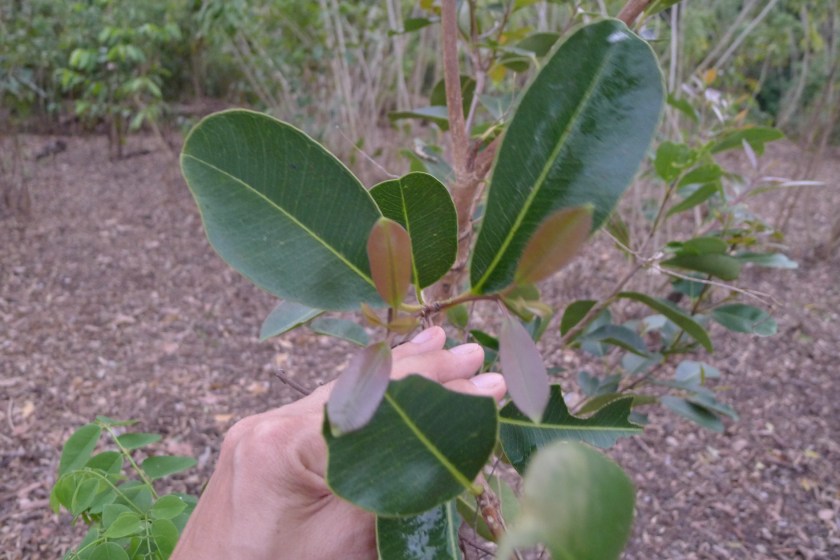 with my hand as reference