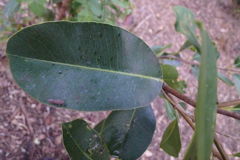 close up of leaf