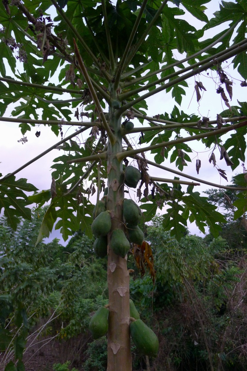 This is a female tree.