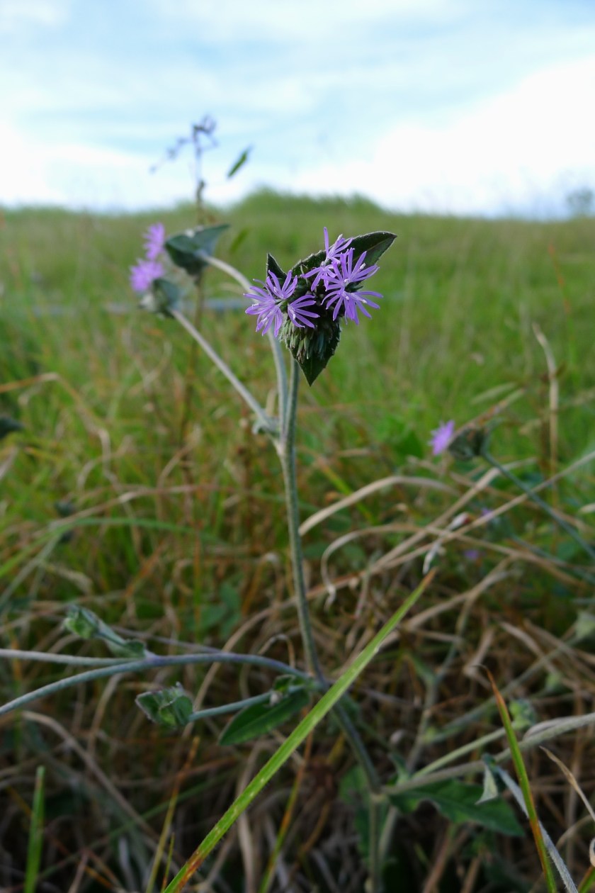 note the triangular shape