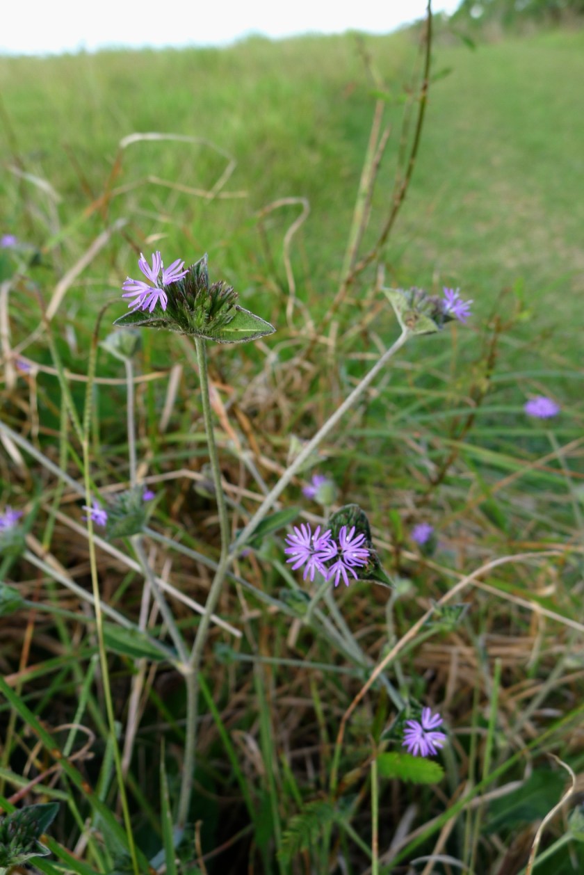 most of the leaves are near the ground