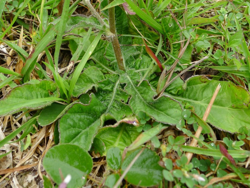 close up of the big leaves at the base of the plant