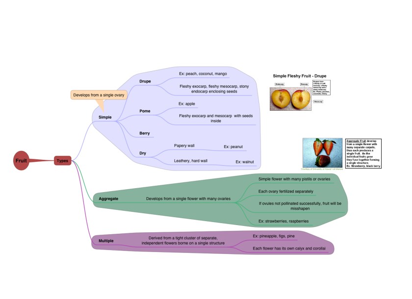 Basic Botany - Fruits