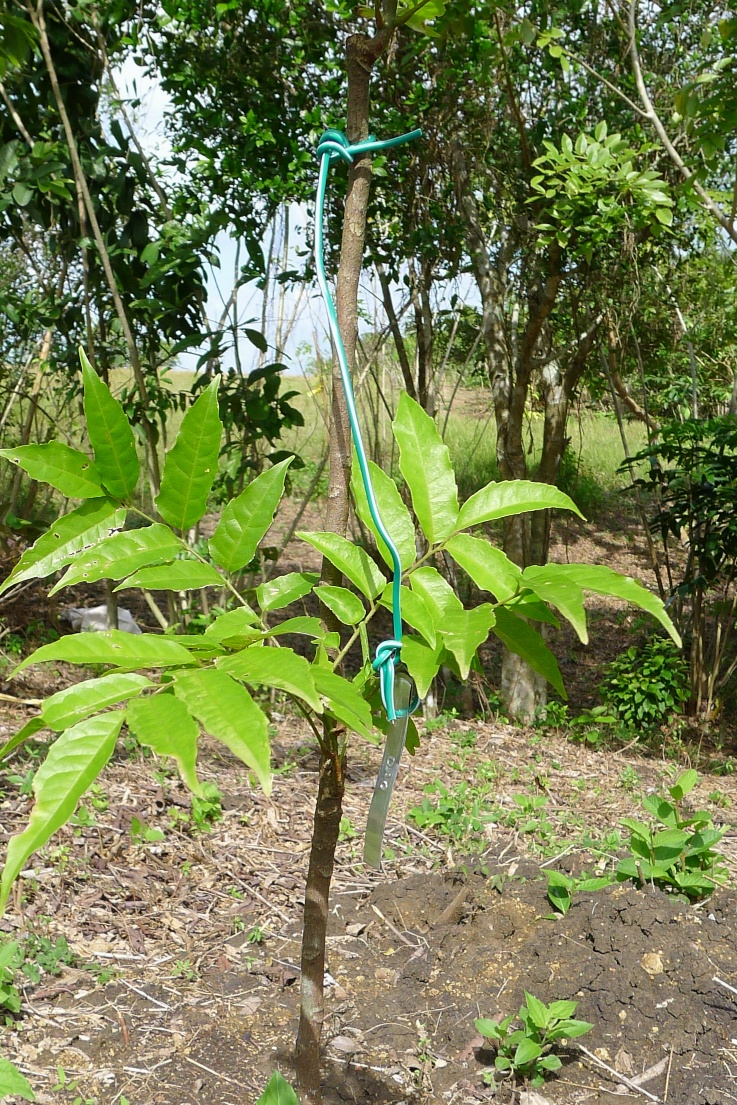 All finished -- Dao seedling with tag!