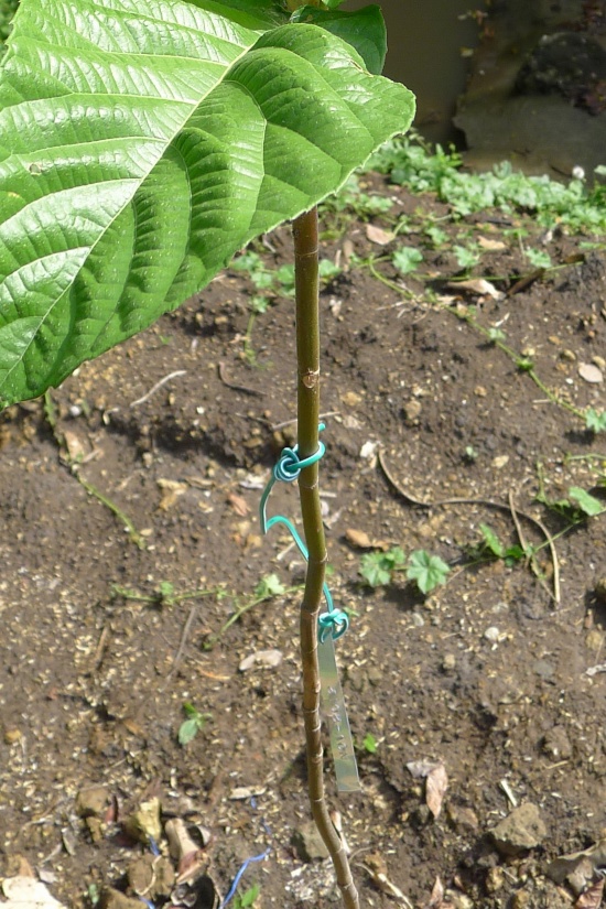 Tibig seedling with tag 