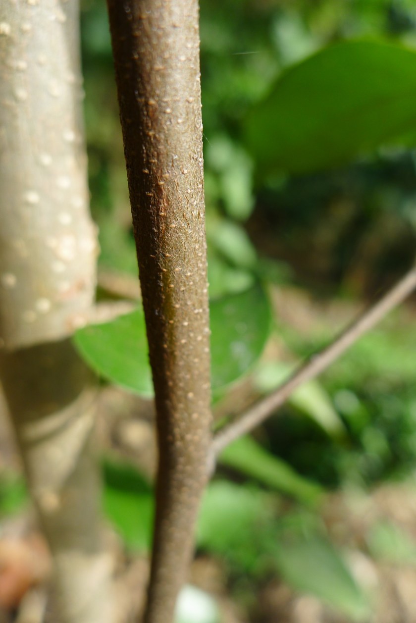 close up of the dark, spotted trunk