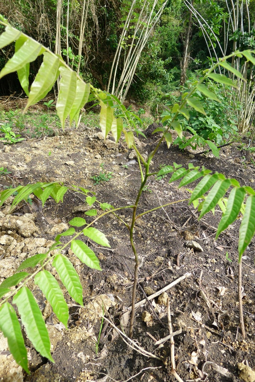 Before - sapling planted in November 2012