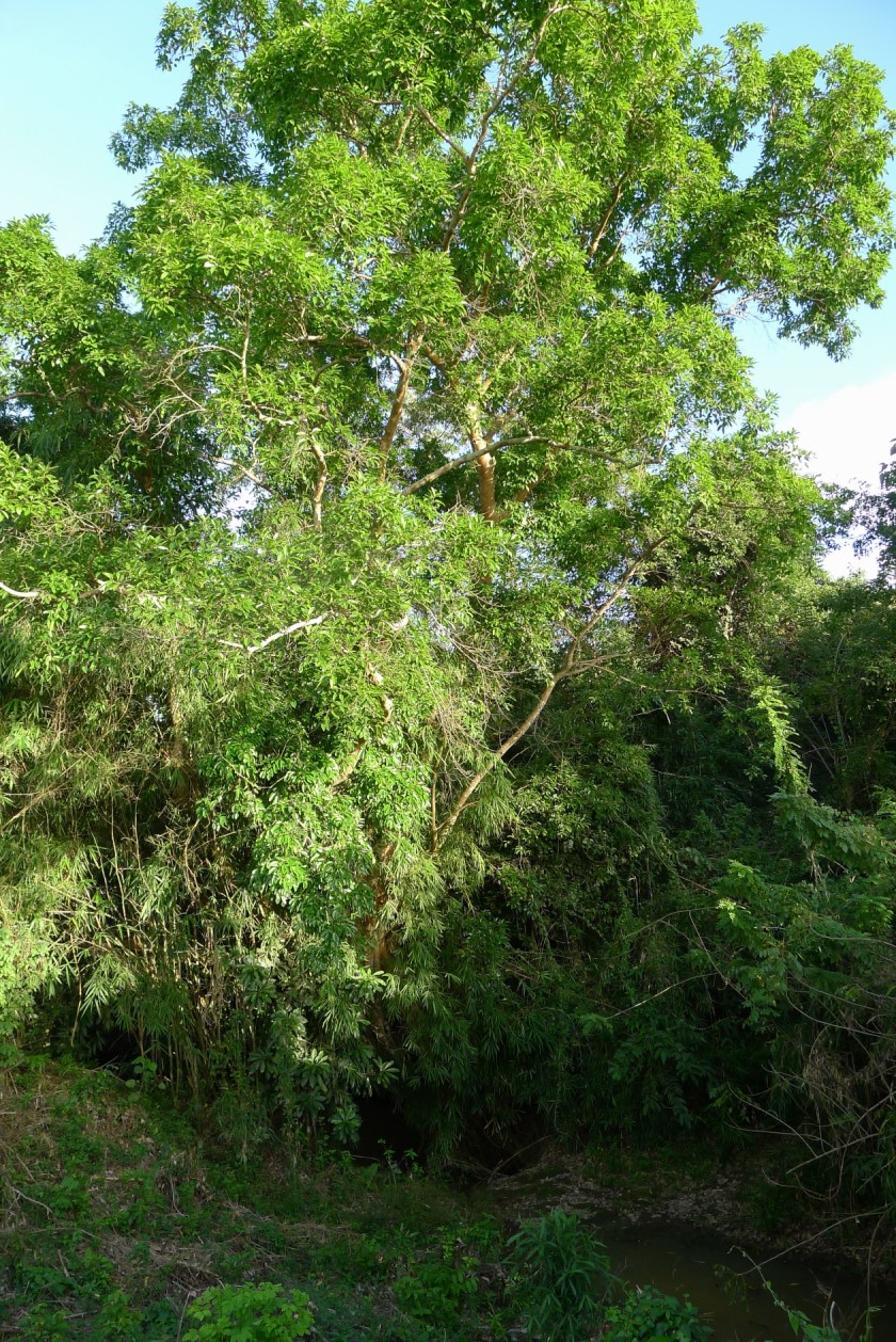 one of the taller trees on the farm