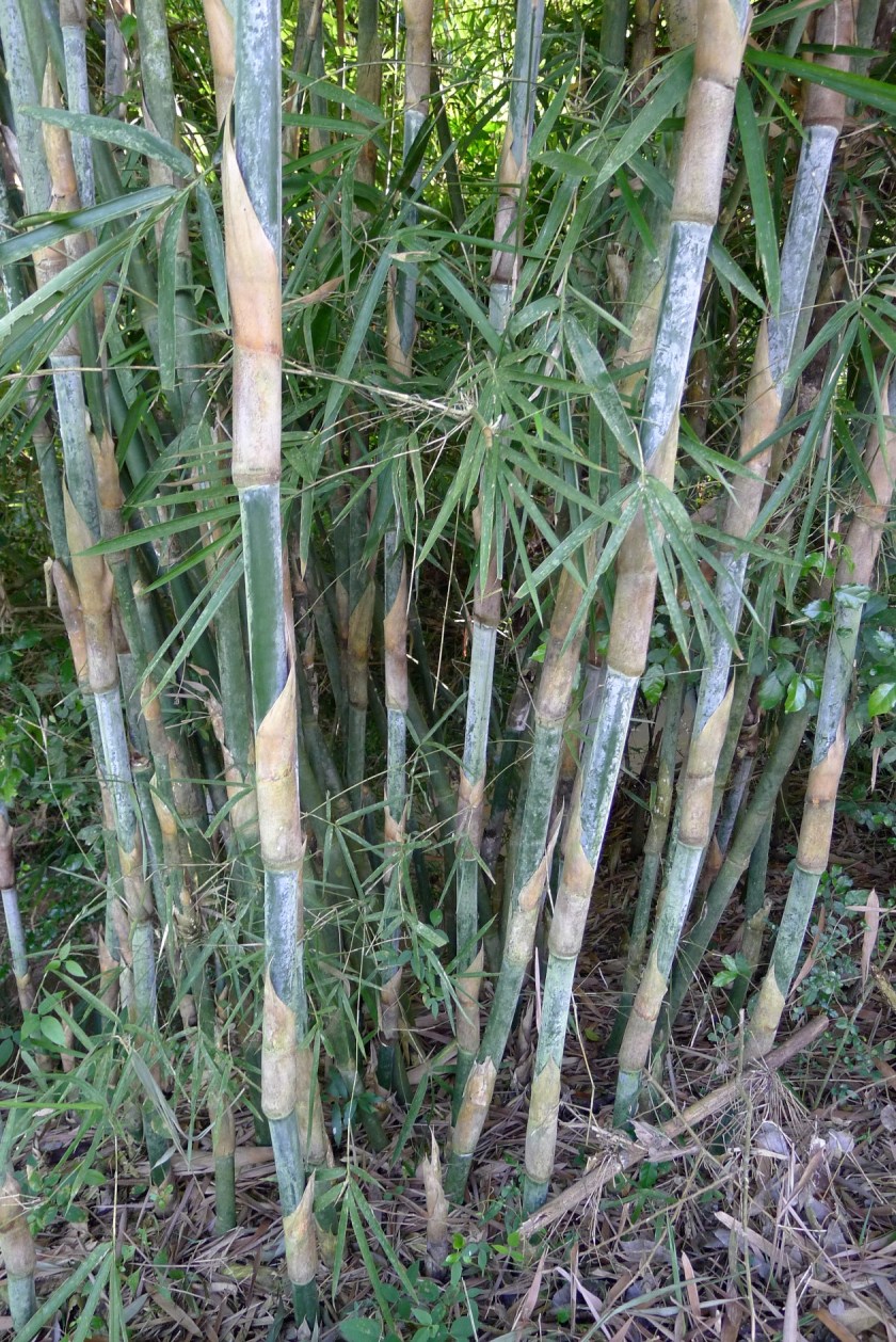 small stand of bamboo