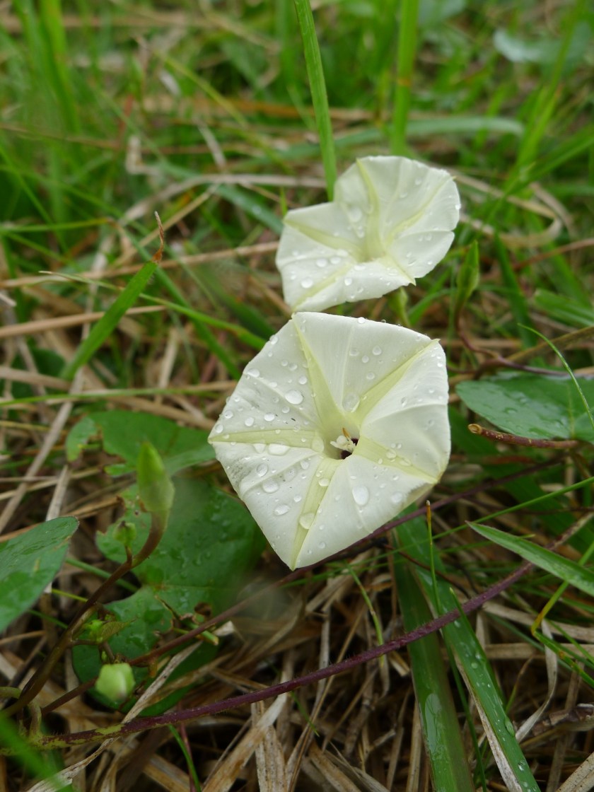 Obscure Morning Glory Ipomoea obscura