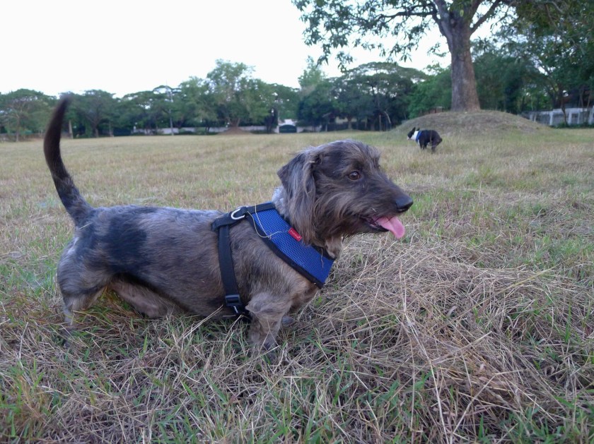 after - short and sleek!