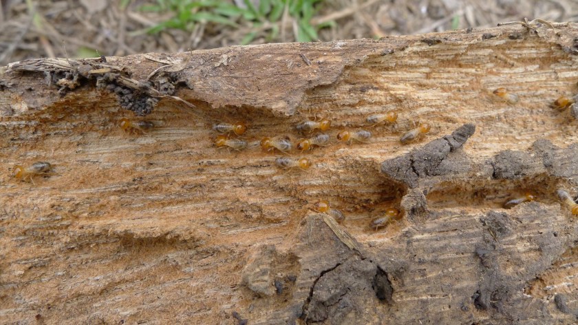 termites!