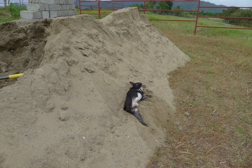 Barkley enjoying the cottage construction