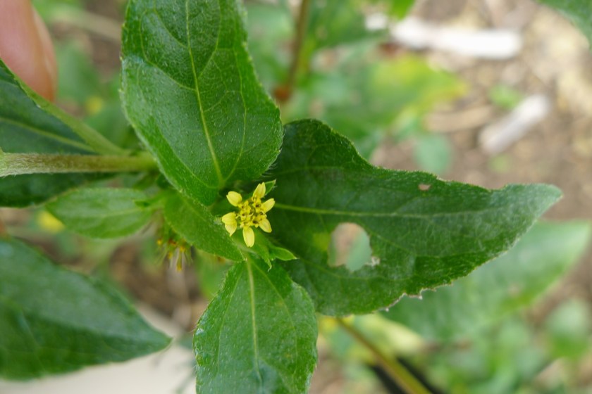 Cinderella weed Syndrella nodiflora
