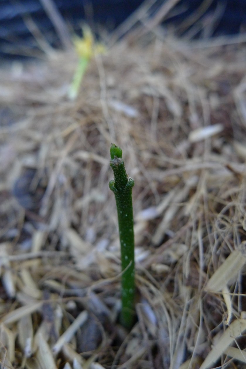 it's sprouting