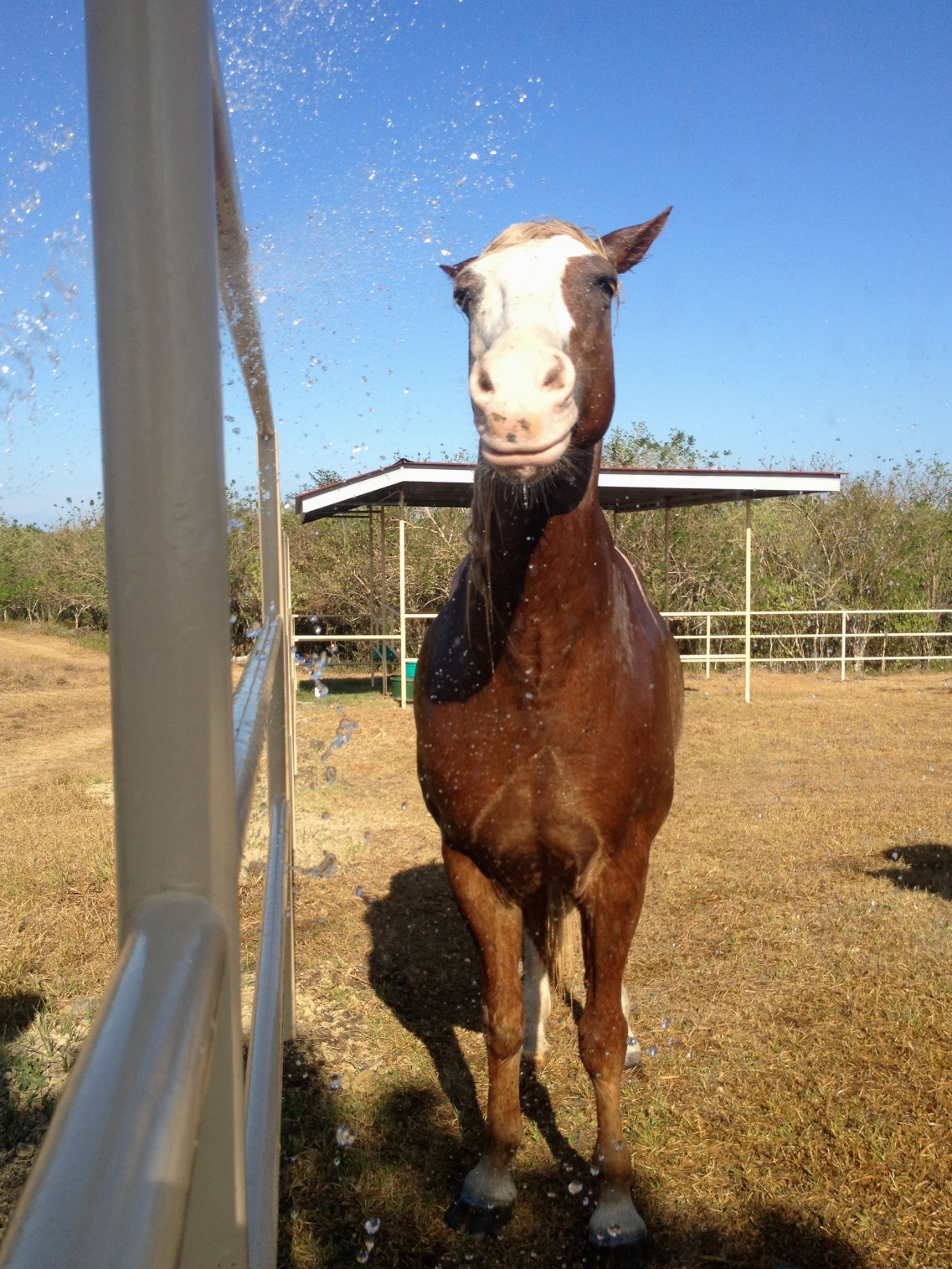First Summer at the&nbsp;Farm