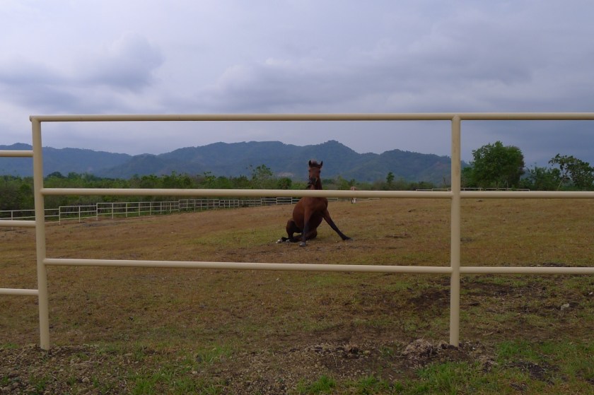 "Sit"  (no, just kidding)