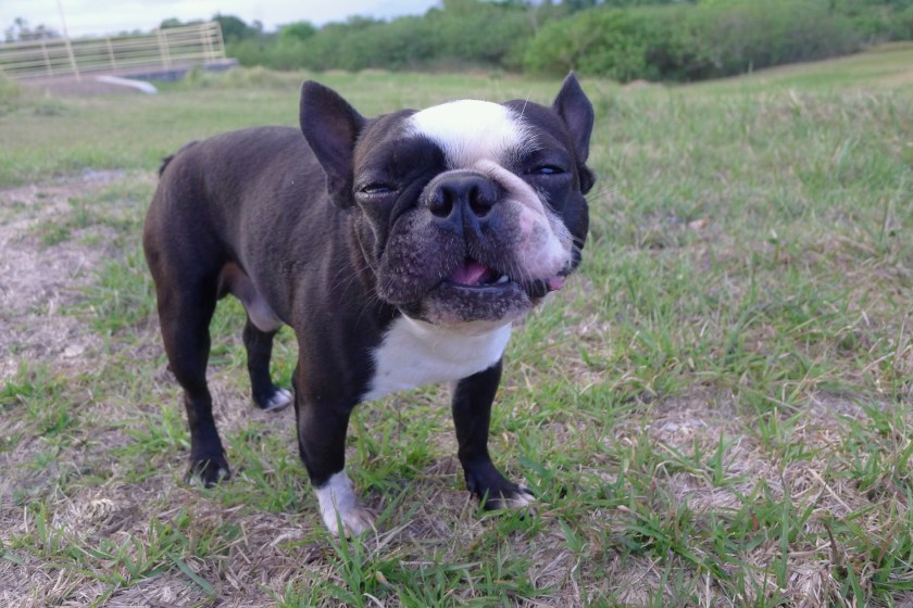 So we left the grubs in the grass for the wild birds to get them. Oh no Barkley, what was that crunching sound??
