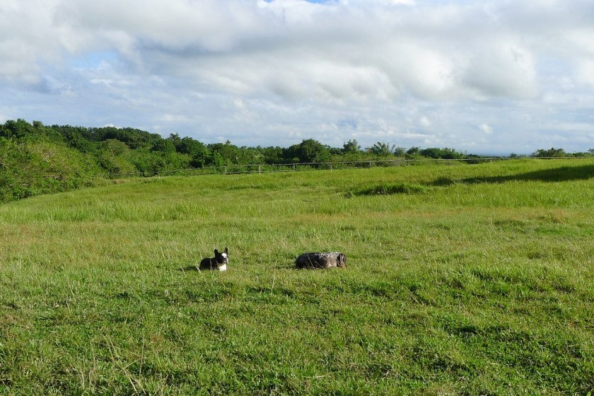The dogs sunning themselves in the .. park? No, this is a field. 