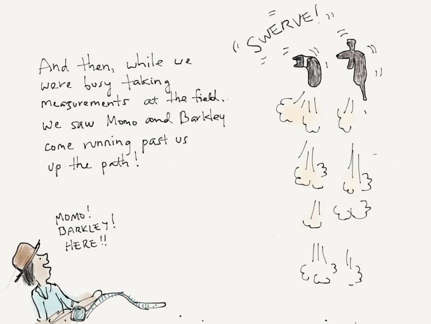 momo barkley golf cart 5