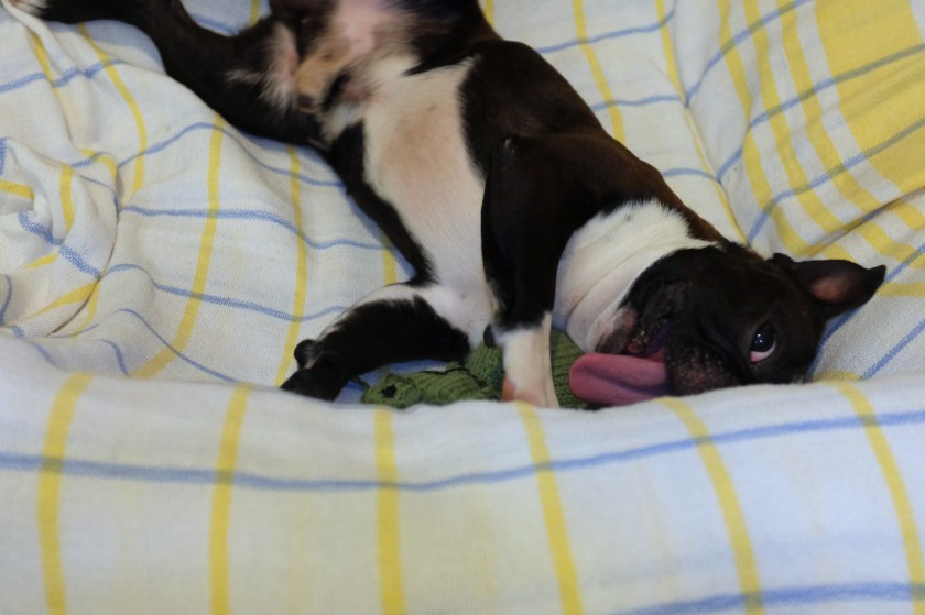 Barkley is a very appreciative dog!