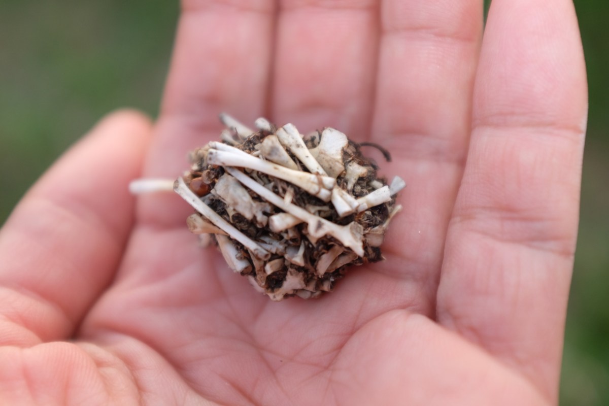 First Owl Pellet! What Not To&nbsp;Do