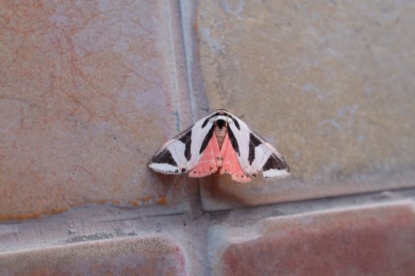 Some nice looking insects. This looks like a zebra.
