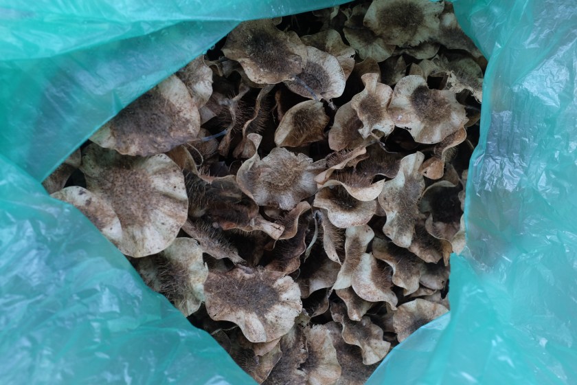 Narra seeds from a tree that got knocked down by Typhoon Glenda. Tonji and Franco scattered them around the farm! Who knows, they might grow!