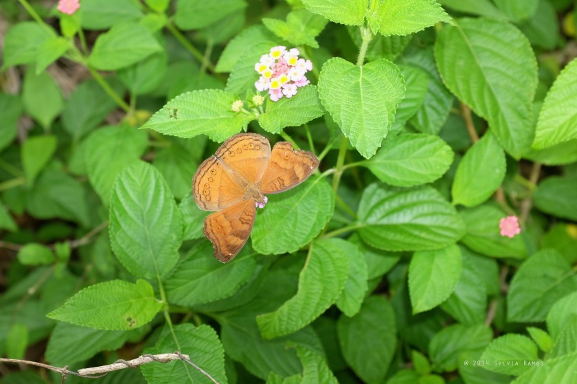 Brown Soldier Junonia hedonia ida ID by Romana Pahilanga delo Reyes
